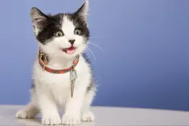 别让你家的猫成为“瘾君子”！零食成瘾的症状、危害与解决方法图片