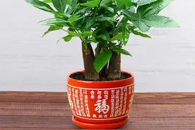 扦插的发财树枝条已经生根，是不是可以存活移栽了？图片