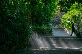 随手拍仙境！厦门这四处春日迷雾公园仙气飘飘~图片
