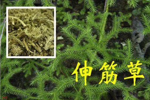 盘点伸筋草的功效和禁忌（中药古今研究伸筋草）