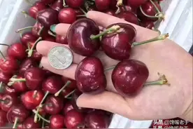 买车厘子时，遇到这3种再便宜也不建议买！网友：一看就是行家图片