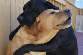 为什么狗狗交配后，拔腿就跑呢？图片