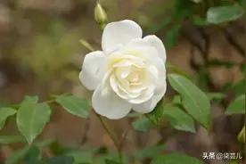 男人假扮男闺蜜给自己老婆发信息，老婆：不行，他在家图片