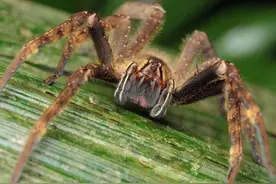 世界最毒蜘蛛，被咬男性会引起持续数小时“生理反应”图片