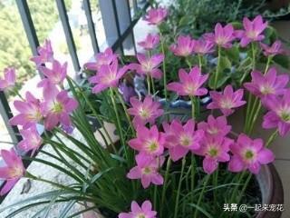 想要植物长得好，一种花肥炒一炒，养花盆底垫一些，3年不用施肥