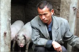 押上全部身家最后负债累累，艰难的养猪户却无人怜悯，本不该如此图片