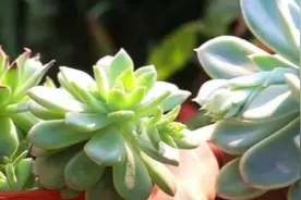 多肉植物徒长怎么办图片