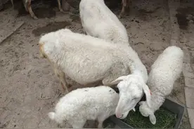 村民老刘挣钱有“绝招”，种10亩玉米、养50只羊，1年收入8万元图片