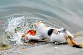 日本“猫岛”：猫自学下海捕鱼图片