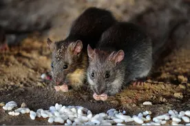 蛇在冬眠时“任鼠宰割”，毫无还手余地？那蛇为什么一定要冬眠？图片