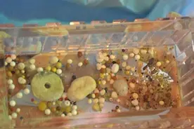 105岁大师圆寂，产出了1000颗舍利子，舍利子产生的原因是什么？图片