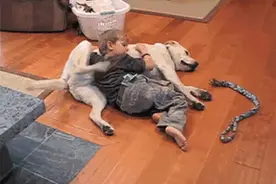 冬日狗狗痒到怀疑狗生，或是洗澡后没做好这步！冬天狗狗也要护肤图片
