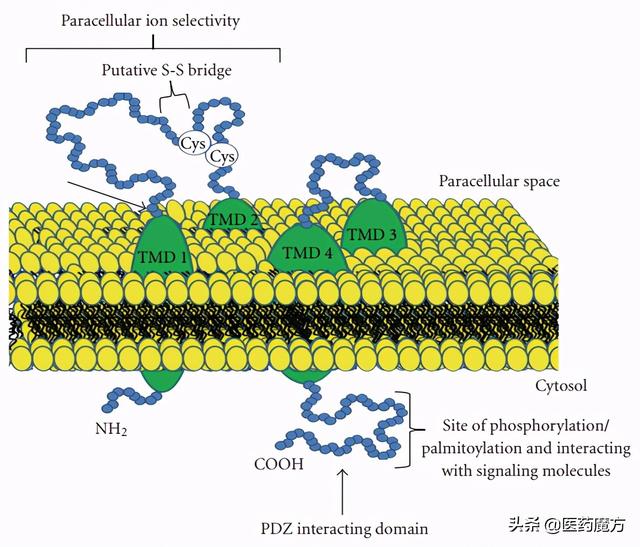 实力靶点CLDN18.2：群狼环伺，谁主沉浮？