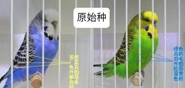 黄绿鱼鳞鹦鹉