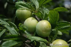 关注厚强！带你了解李子苗的栽培技术图片