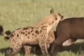 掏肛神兽鬣狗猎食落单小牛，不料牛妈妈来护犊子，赶跑了鬣狗图片