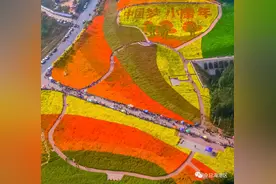 十一好去处！海港区这片万亩花海“上新”啦！图片