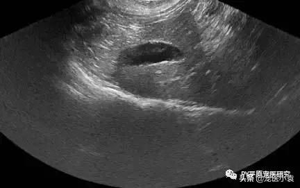 猫肝脂沉积症的症状诊断以及治疗建议