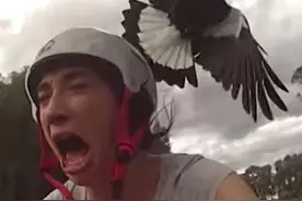 澳洲人民被鸟啄的怀疑人生，都快连门不敢出了图片