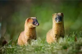 十日谈 | 神秘的黄鼠狼图片