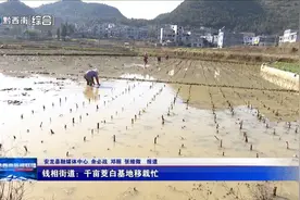 安龙县钱相街道：千亩茭白基地移栽忙图片