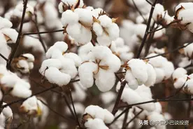 一图了解期货品种——棉花基本面分析，建议收藏图片