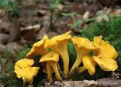 楚雄市南华县舌尖盛宴——菌子大全