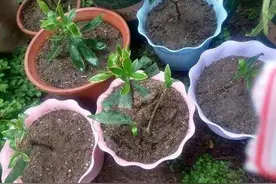 这3种树优点真多，开花美丽自带香味，好养还能结果图片