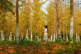 在合肥，与秋色撞个满怀图片