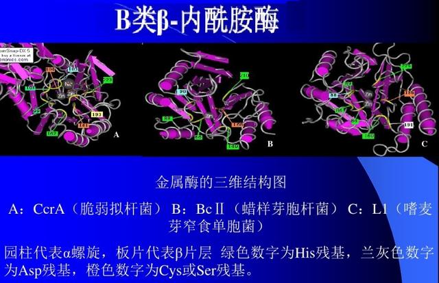 舌尖上的安全（8）——解读牛奶中的β-内酰胺酶