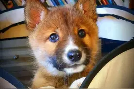 小狗主动上门求收养，男子越养越觉得不对，兽医：赶紧送走吧图片