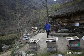 蜜蜂快速发展技术，秋季出现分蜂热怎么办？1除2分3换王图片