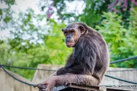 人类近亲存在阴茎骨，为何人类却褪去了，祖先经历了什么？图片