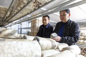 鲁山县瓦屋镇：加快产业振兴步伐，全力打造“香菇小镇”图片