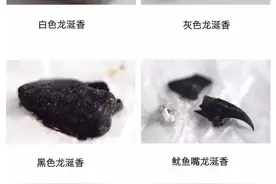 龙涎香：随手一捡，2100万到手！这种堪比黄金的粪便你能认出来吗图片
