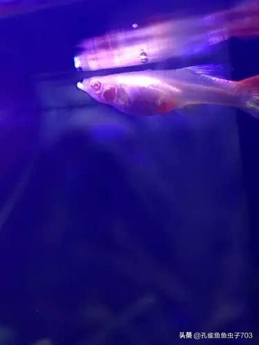 孔雀鱼肚子大鱼鳞立起来