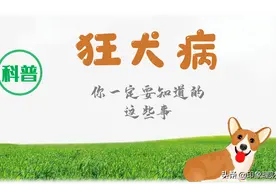 经验表明：犬类狂犬疫苗免疫覆盖70%以上，狂犬病毒将无机可寻图片