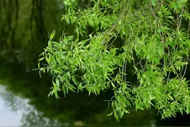 柳树可是好宝贝，树下的柳枝捡回家，泡成肥水生根粉都省了图片
