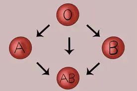 血型和健康有关？A型血、B型血和O型血，各有什么健康优势吗？图片