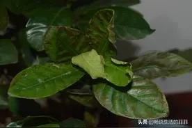 栀子花卷叶子怎么办图片
