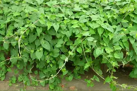 石缝中一种“杂草”，枝条爱攀援，地下根茎是珍品，不比人参差图片