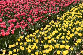 组图︱又到一年花季  胶州郁金香花开醉游人图片