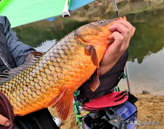 熬制黑糖膏：偷加一味中药，不仅延长保质期，诱钓鲤鱼更有效