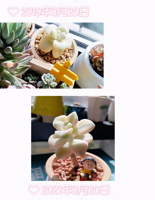 一入肉坑深似海之，我与多肉的不解之缘