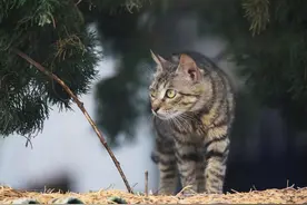 九曲狸花猫护粮仓发神威，夜战百只老鼠阻鼠患肆虐图片