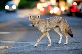 为什么是郊狼这种动物，在城市化进程中，栖息地不减反增？图片