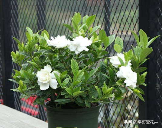 栀子花掉蕾、叶片发黄咋回事？学会这“3点”细节，轻松开花爆盆