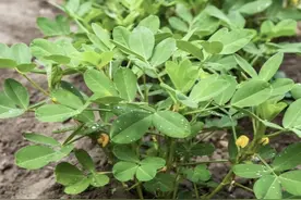 高产栽培花生窍门，环境条件好和种植管理到位，你也能大丰收图片
