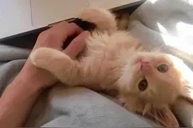 猫有多依恋铲屎官，看了才知道...图片