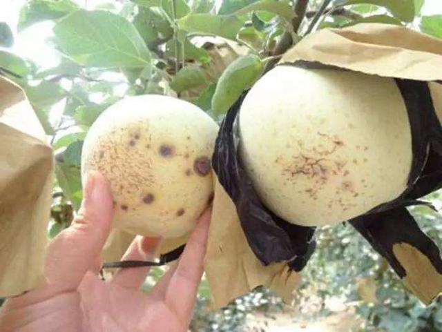 鑻规灉缂洪挋鐨勭棁鐘跺強琛ラ挋鎺柦